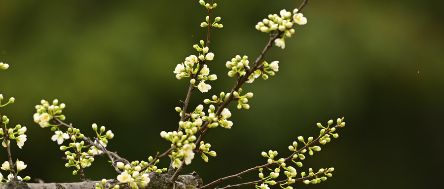 摄图网_507696527_wx_春天发芽含苞待放的鲜花（企业商用）.jpg